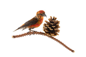 male common crossbill (Loxia curvirostra) near fir cones isolated on white background
