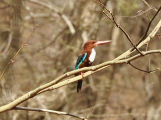 kingfisher on branch
