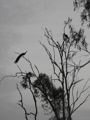 silhouette of a peacock in a tree
