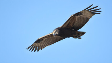 Fototapeta premium A vulture is soaring through a clear blue sky, displaying its magnificent wingspan and distinct features, embodying the beauty of wildlife in its natural habitat