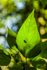 Hoja de árbol Alnus jorullensis