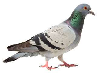 Rock Dove A Detailed Look at the Common Pigeon