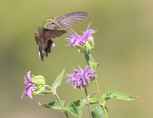 A broad-tailed hummingbird sips nectar from a Wild Bergamot flower.