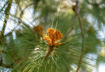 close up of pine cone