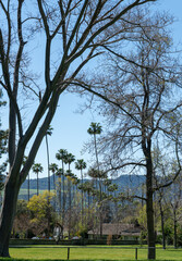 Obraz premium trees in the park