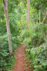Path in a rainforest in Borneo, Sabah, Malaysia.