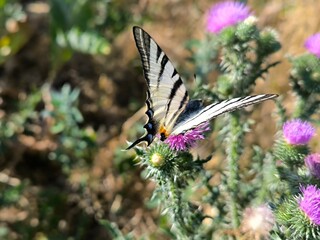 butterfly on a flower