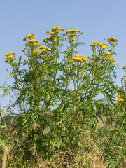 Vor blauem Himmel wächst eine Gruppe gelb blühender Rainfarnpflanzen (Chrysanthemum vulgare) auf...