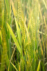 Detail of a wheat field with golden light