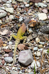 Greater Earless Lizard in Big Bend National Park