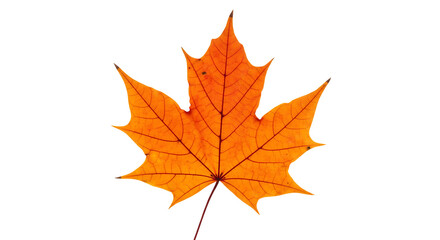 Fototapeta premium Orange Maple Leaf – Isolated on Transparent Background