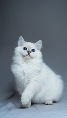 Fluffy White Cat with Blue Eyes on a Grey Background