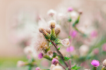 Delicate pink weed flower with blurred background natural wild plant closeup summer bloom
