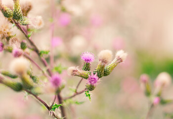 Pink wildflower closeup with blurred background showing natural growth weed plant nature beauty