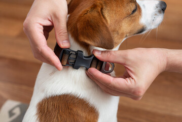 Man puts on and fastens a dog collar on a Jack Russell Terrier at home before a walk