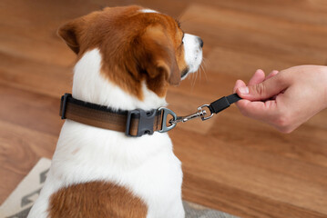 Man attaches the leash to the dog collar on a Jack Russell Terrier at home before a walk