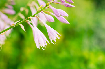 Light pink flower closeup with blurred background showing delicate petals natural beauty