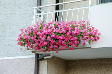 Pink flowers blooming on balcony in germany summer urban gardening outdoor decoration