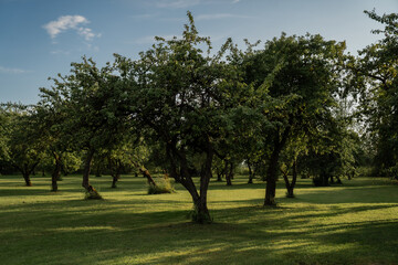 Orchard with green grass and apple trees in sunlight casting long shadows, peaceful rural...