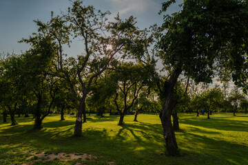 Obraz premium Green orchard with trees casting long shadows on grass under clear sky, peaceful rural landscape in summer with natural sunlight and serene outdoor environment for relaxation