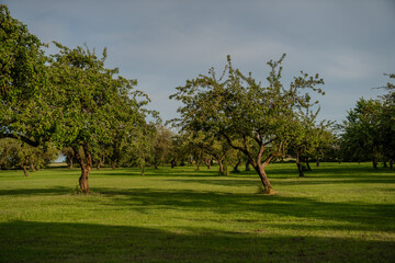 Sunny orchard with green trees and grassy field in countryside, peaceful rural landscape with...