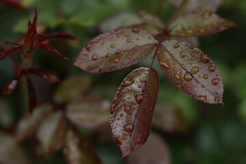 Close-up of red rose leaves with water droplets after rain. Natural green blurred background, soft light.