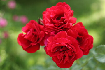 Close-up of vibrant red roses in full bloom on a green blurred background, symbolizing love, romance, and elegance.
