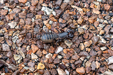 Whip Scorpion in Big Bend National Park