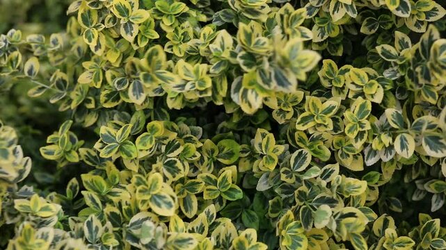 Spindle tree 'Emerald 'n' Gold'. A striking, evergreen groundcover with beautiful, bicolor foliage. This species is native to China, Japan, and Korea.