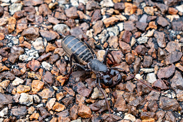 Whip Scorpion in Big Bend National Park
