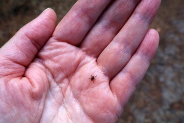 Ixodes ricinus on a human hand. Adult female sheep tick.