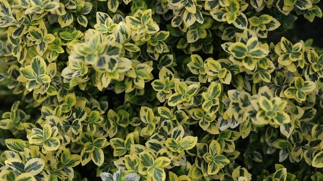 Trzmielina Fortune'a 'Emerald 'n' Gold'. Efektowna, zimozielona roślina okrywowa wyr&oacute;żniająca się pięknym, dwubarwnym ulistnieniem. Gatunek ten pochodzi z Chin Japonii i Korei.