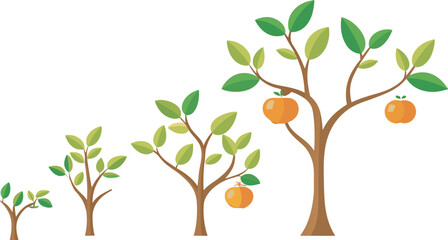 Four trees showing growth stages with orange fruits isolated on a white or transparent PNG background