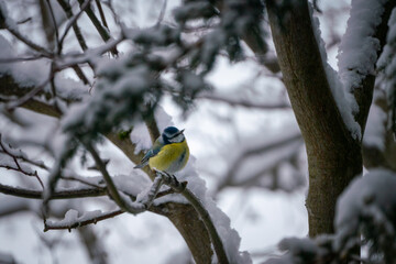 Blaumeise im Winter