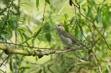 female blackcap on a branch looking up, blackcap among bushes and green leaves, gray bird with brown head, sweet songbird on a branch, Sylvia atricapilla
