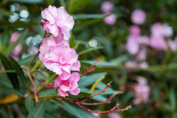 Pink oleander flowers blooming in the garden with blurred background