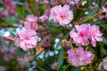 Pink oleander flowers blooming in the garden, stock photo