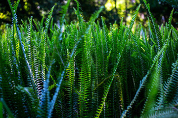 Fern in the forest at Doi Inthanon National Park, Chiang Mai, Thailand