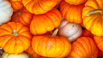 ornamental pumpkins in different colors and textures