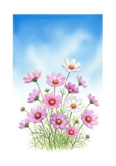 Naklejka premium Cosmos Flowers Under Blue Sky - A cluster of pink and white cosmos flowers against a bright blue sky background. Beautiful floral