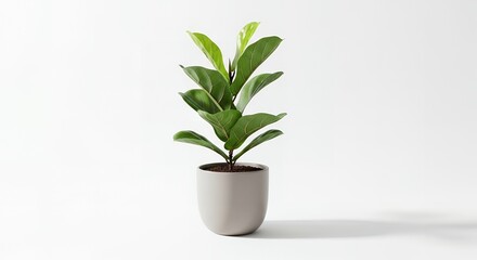 A vibrant green fiddle leaf fig plant in a modern grey pot on a clean white background.