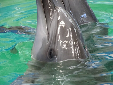Twp dolphins in the water