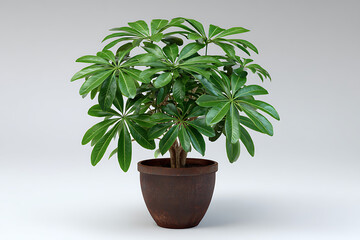 Lush Green Umbrella Plant in Rustic Brown Pot Vibrant Foliage Indoor Plant Home Decor Botanical Illustration