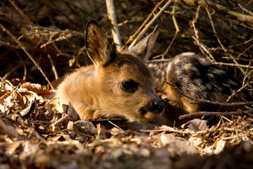 koźlę © Marcin