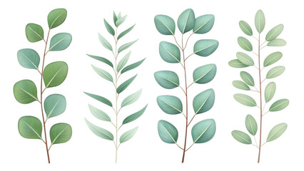 Green eucalyptus branches botanical illustration isolated on a transparent background