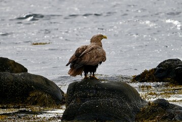 White Tailed Eagle Perched on Coastal Rock near Runde, Norway. Majestic Raptor and Iconic Seabird of Northern Europe