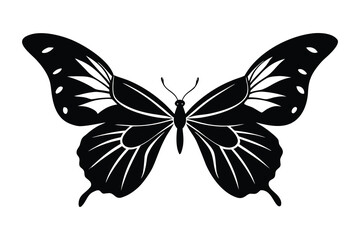 butterfly vector illustration