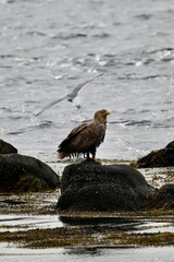 White Tailed Eagle Perched on Coastal Rock near Runde, Norway. Majestic Raptor and Iconic Seabird of Northern Europe