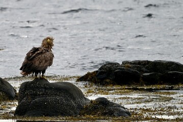 White Tailed Eagle Perched on Coastal Rock near Runde, Norway. Majestic Raptor and Iconic Seabird of Northern Europe