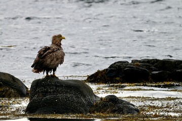 White Tailed Eagle Perched on Coastal Rock near Runde, Norway. Majestic Raptor and Iconic Seabird of Northern Europe